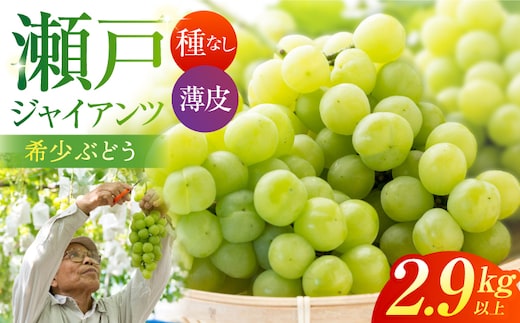 【先行予約】 瀬戸ジャイアンツ 2.9kg以上 【小林農園】 / ブドウ ぶどう 果物 種なし [HAX006]