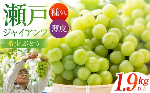 【先行予約】 瀬戸ジャイアンツ 1.9kg以上 【小林農園】 / ブドウ ぶどう 果物 種なし [HAX007]