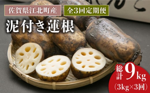 【全3回定期便】＜地元江北町産＞ 泥付き 蓮根 3kg【百武青果】 [HAE012]