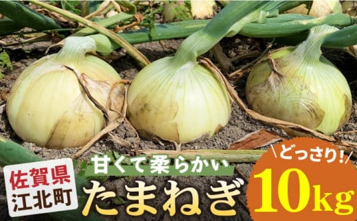【先行予約】【毎日のお料理に】江北町産 たまねぎ 約10kg【百武青果】 [HAE017]