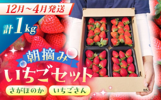 【先行予約】【農薬0への挑戦】【2～4月発送】朝摘みいちご1kg ( いちごさん・さがほのか計4パック ) 【むらおか農園】 [HAF020]