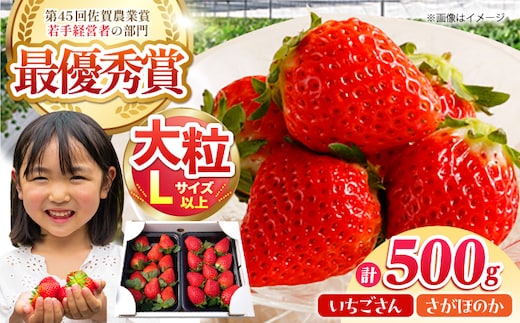 【12～4月発送】農園直送「いちごさん・さがほのか」500g ( 約250g×2パック ) 【むらおか農園】 [HAF032]