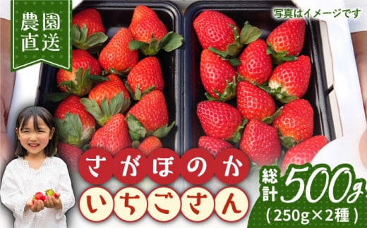【12～4月発送】農園直送「いちごさん・さがほのか」500g ( 約250g×2パック ) 【花祭果実】 [HBN003]