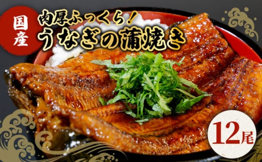 【肉厚ふっくら】国産うなぎ 蒲焼き 12尾【魚正】 [HBV004]