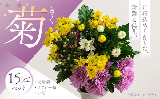 菊 15本セット 【柴田花園】 菊 生花 花 [HCH001]