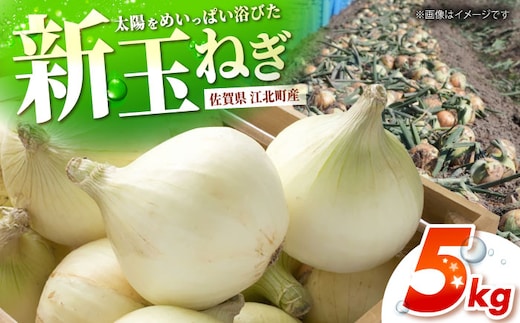 【先行予約】 新玉ねぎ 5kg 【吉祥】 [HDG015]