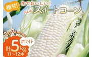 AI206【令和8年度出荷分】とうもろこし スイートコーン ホワイト 2L～3Lサイズ 11本～12本 計5kg [ トウモロコシ コーン ホワイトコーン 野菜 5キロ さかいさんち SAKAI FARM 長崎県 島原市 ]
