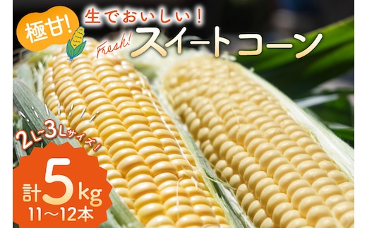 AI207【令和8年度出荷分】とうもろこし スイートコーン イエロー 2L～3Lサイズ 11本～12本 計5kg [ トウモロコシ コーン ゴールドラッシュ 野菜 5キロ さかいさんち SAKAI FARM 長崎県 島原市 ]