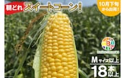 BF109 10月下旬から出荷！「朝どれスイートコーン！」Mサイズ以上×18本以上【全国的にも珍しい秋季出荷】