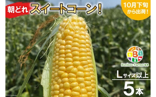 BF110 10月下旬から出荷！「朝どれスイートコーン！」Lサイズ以上×5本セット【全国的にも珍しい秋季出荷】