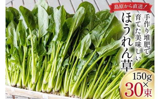 CH011 ほうれん草 150g×30束[ホウレンソウ 野菜]