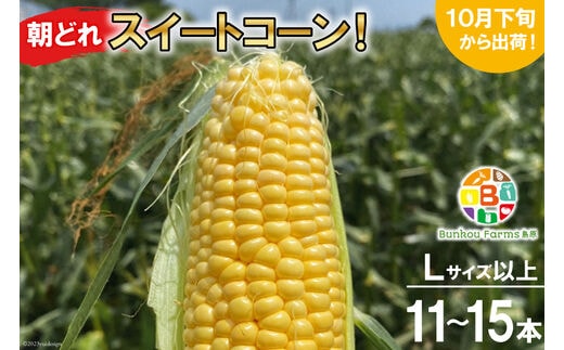 BF111 10月下旬から出荷！「朝どれスイートコーン！」Lサイズ以上×11～15本セット【全国的にも珍しい秋季出荷】