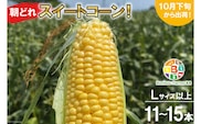 BF111 10月下旬から出荷！「朝どれスイートコーン！」Lサイズ以上×11～15本セット【全国的にも珍しい秋季出荷】
