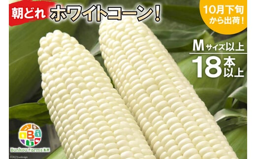 BF112 10月下旬から出荷！「幻の朝どれホワイトコーン！」Mサイズ以上×18本以上【全国的にも珍しい秋季出荷】