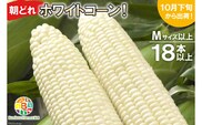 BF112 10月下旬から出荷！「幻の朝どれホワイトコーン！」Mサイズ以上×18本以上【全国的にも珍しい秋季出荷】