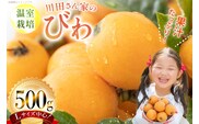 AF220【令和8年度出荷分】果汁たっぷり！川田さん家の温室栽培びわ 500g [びわ ビワ フルーツ 果物 長崎県 島原市]