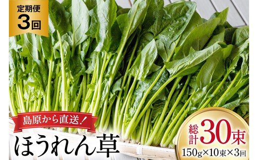 AI323 定期便 3回 ほうれん草 10束 [ 野菜 ホウレン草 やさい ホウレンソウ 冷蔵 葉物野菜 田中農園 長崎県 島原市 ]
