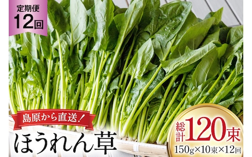 AI325 定期便 12回 ほうれん草 10束 [ 野菜 ホウレン草 やさい ホウレンソウ 冷蔵 葉物野菜 田中農園 長崎県 島原市 ]
