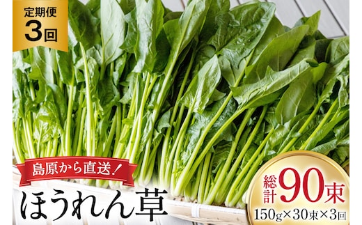 AI326 定期便 3回 ほうれん草 30束 [ 野菜 ホウレン草 やさい ホウレンソウ 冷蔵 葉物野菜 田中農園 長崎県 島原市 ]