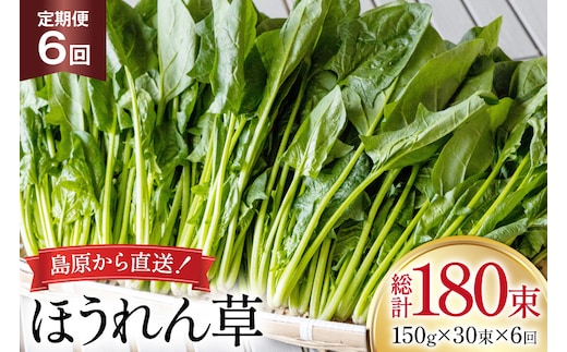AI327 定期便 6回 ほうれん草 30束 [ 野菜 ホウレン草 やさい ホウレンソウ 冷蔵 葉物野菜 田中農園 長崎県 島原市 ]