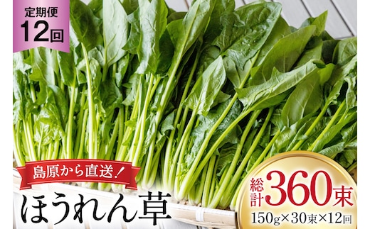AI328 定期便 12回 ほうれん草 30束 [ 野菜 ホウレン草 やさい ホウレンソウ 冷蔵 葉物野菜 田中農園 長崎県 島原市 ]
