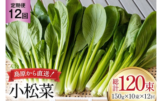 AI331 定期便 12回 小松菜 10束 [ 野菜 こまつな やさい 冷蔵 葉物野菜 田中農園 長崎県 島原市 ]
