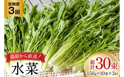 AI335 定期便 3回 水菜 10束 [ 野菜 みずな サラダ やさい 冷蔵 葉物野菜 田中農園 長崎県 島原市 ]
