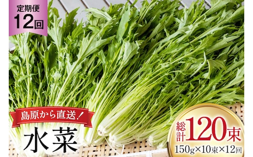 AI337 定期便 12回 水菜 10束 [ 野菜 みずな サラダ やさい 冷蔵 葉物野菜 田中農園 長崎県 島原市 ]