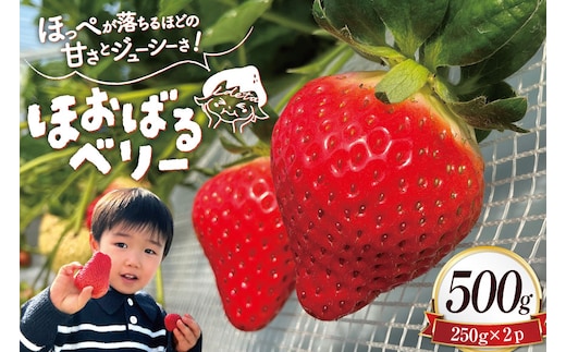 AJ437 【2025年12月発送開始】 いちご ほおばるベリー 約 500g ( 250g 2パック ) [ 苺 イチゴ 500g 甘い あまい おいしい ブランド フルーツ 果物 出田農円 長崎県 島原市 ]