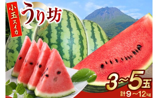 AJ645 【令和8年度出荷分】 島原スイカ倶楽部 小玉スイカ うり坊 3～5玉 計9～12kg [ 先行予約 数量限定 小玉 うり坊 スイカ 西瓜 フルーツ 果物 長崎 長崎県 島原市 ]