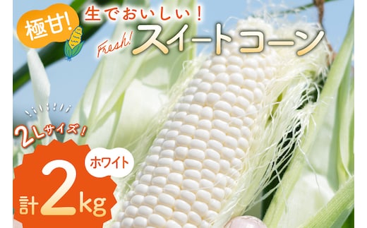 AJ453【令和8年度出荷分】 とうもろこし スイートコーン ホワイト 2kg 5本 2Lサイズ [ トウモロコシ コーン ホワイトコーン 野菜 2キロ さかいさんち SAKAI FARM 長崎県 島原市 ]