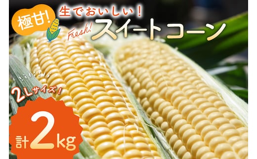 AJ454【令和8年度出荷分】 とうもろこし スイートコーン イエロー 2kg 5本 2Lサイズ [ トウモロコシ コーン ゴールドラッシュ 野菜 2キロ さかいさんち SAKAI FARM 長崎県 島原市 ]