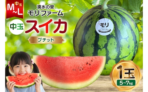 AJ459 【令和8年度出荷分】 湧水の里 モリファーム 中玉スイカ プチット M～L 5～7kg 1玉 [ 先行予約 数量限定 中玉 スイカ 西瓜 フルーツ 果物 長崎 長崎県 島原市 ]