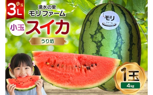 AJ460 【令和8年度出荷分】 湧水の里 モリファーム 小玉スイカ うり坊 3L 4kg 1玉 [ 先行予約 数量限定 小玉 うり坊 スイカ 西瓜 フルーツ 果物 長崎 長崎県 島原市 ]