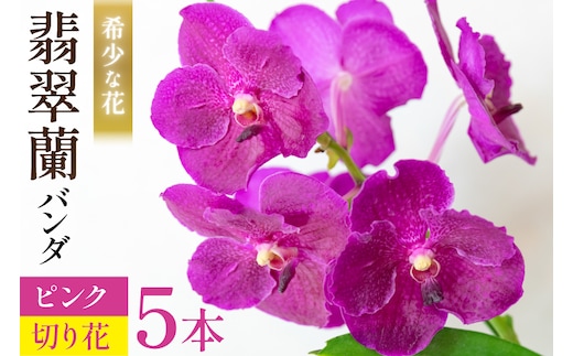 AI175 希少な花「華やかな恋」の予感 翡翠蘭(バンダ) 切り花 5本 セット ピンク [ 植物 花 ガーデン 希少 インテリア かわいい 個性的 北尾洋蘭園 長崎県 島原市 ]