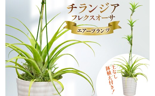 AI176 鉢植えで飾る チランジア フレクスオーサ [ 観葉植物 インテリア エアープランツ エアプランツ 鉢植え 植物 ガーデン グリーン おしゃれ 北尾洋蘭園 長崎県 島原市 ]