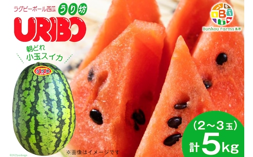 BE276 【令和8年度出荷分】小玉スイカ「うり坊」5kg（1.7kg以上×2～3玉） ～名水百選の里 島原産～