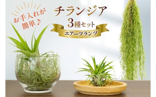 AI177 チランジア 3種 セット [ 観葉植物 インテリア エアープランツ エアプランツ フレクスオーサ イオナンタ スパニッシュモス お試し 植物 ガーデン グリーン 北尾洋蘭園 長崎県 島原市 ]