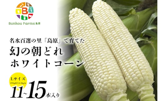 BE279【令和8年度出荷分】5月下旬から出荷！ 朝どれ スイートコーン L×11～15本セット (4.5kg入) ～名水百選の里 島原産～
