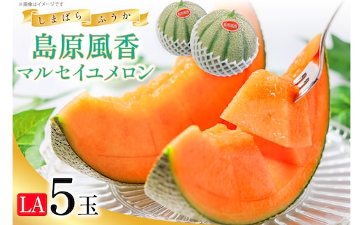 CE160【令和9年度出荷分】マルセイユメロン～島原風香～（LA×5玉） [ メロン 赤肉 果物 くだもの フルーツ 産地直送 『舞岳の里』生産組合 長崎県 島原市 ]