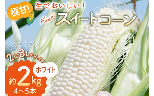BJ453【令和9年度出荷分】 とうもろこし スイートコーン ホワイト 2L～3Lサイズ 4本～5本 約2kg [ トウモロコシ コーン ホワイトコーン 野菜 2キロ さかいさんち SAKAI FARM 長崎県 島原市 ]