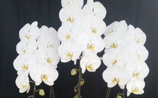 BB061 気品高く咲き誇り続ける 島原の”蘭”3本立8号鉢36輪