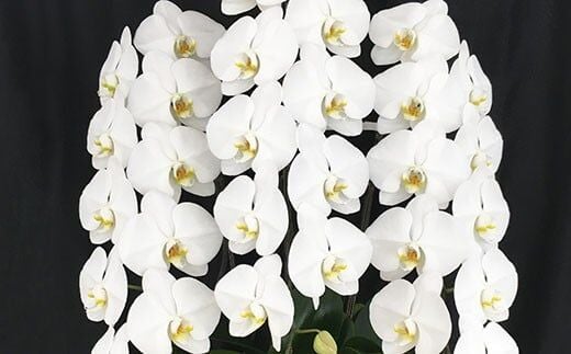 AB064気品高く咲き誇り続ける 島原の”蘭”3本立8号鉢45輪