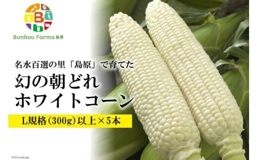 BE278 6月中旬から出荷！「幻の朝どれホワイトコーン！」 Lサイズ以上×5本 ～名水百選の里 島原産～