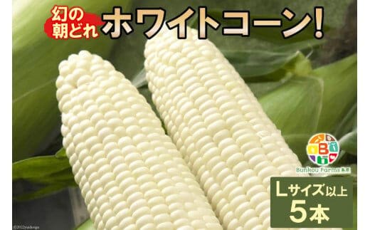 BF113 10月下旬から出荷！「幻の朝どれホワイトコーン！」Lサイズ以上×5本セット【全国的にも珍しい秋季出荷】