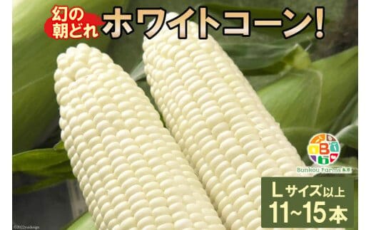 BF114 10月下旬から出荷！「幻の朝どれホワイトコーン！」Lサイズ以上×11～15本セット【全国的にも珍しい秋季出荷】