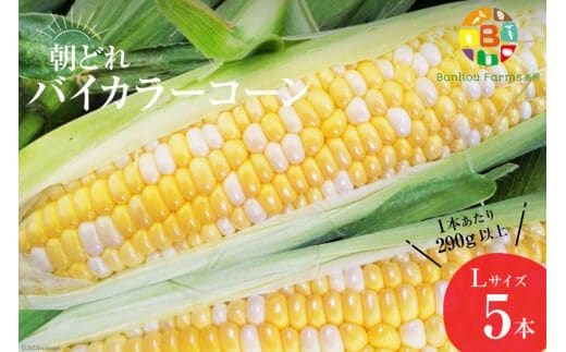 AG033 【令和8年度出荷分】5月から出荷！「朝どれバイカラーコーン！」L×5本セット