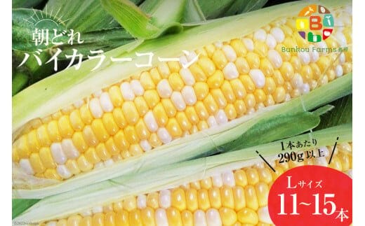 AG034 【令和8年度出荷分】5月下旬から出荷！「朝どれバイカラーコーン！」L×11～15本セット