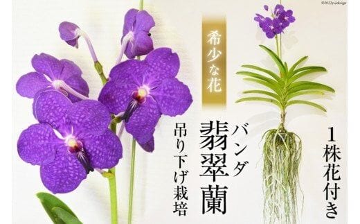 AG051希少な花 心躍る「華やかな恋」の予感 翡翠蘭（バンダ） １株花付き | dショッピングふるさと納税百選