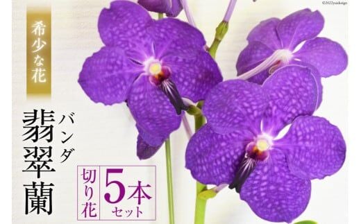 AG052希少な花 「華やかな恋」の予感 翡翠蘭（バンダ） 切り花５本セット